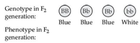 Cbse Class 10 Biology Heredity And Evolution Worksheet Set A