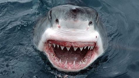 Quantos Dentes O Tubarão Branco Tem - Tubarao Feliz Com Dentes