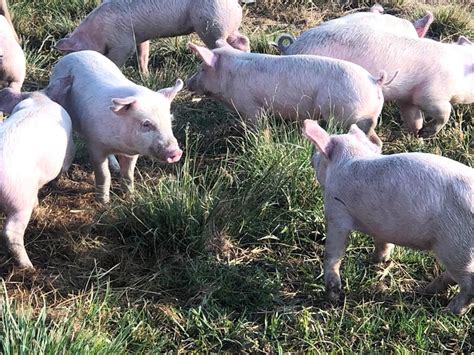 X Large White Landrace Weaner Piglets