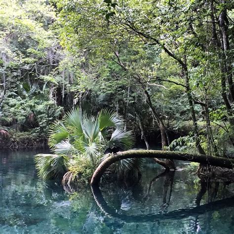 Silver Springs State Park Florida Florida State Parks State Parks