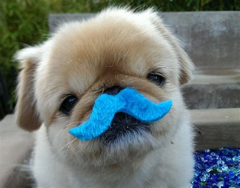 Pet Theft & You: How to Keep Your Fur Kids Safe - Freddie's Place