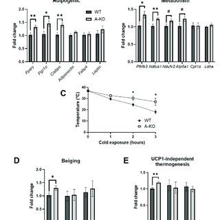 Adipocyte Specific Hdac Gene Deletion Increases Expression Of