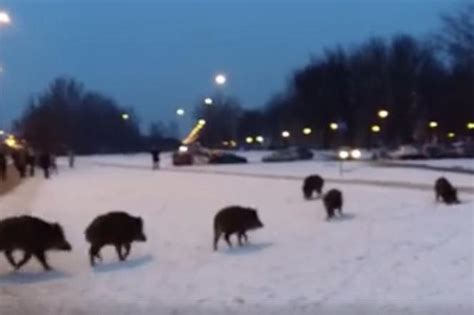 Dziki w Warszawie koło metra Młociny Najpierw zaciekawione potem