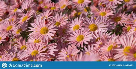 Stunning Salmon Pink Late Flowering Chrysanthemum Flowers