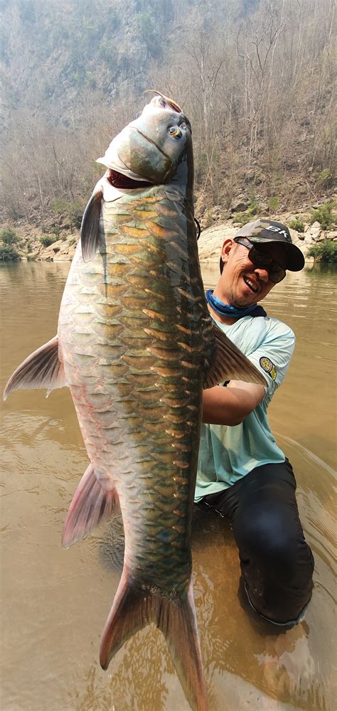 Goonch Catfish Record