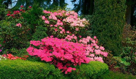 10 arbustes à feuillage persistant pour un jardin coloré toute l année