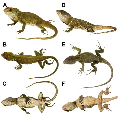 Two New Species Of Wood Lizards Hoplocercinae Enyalioides From