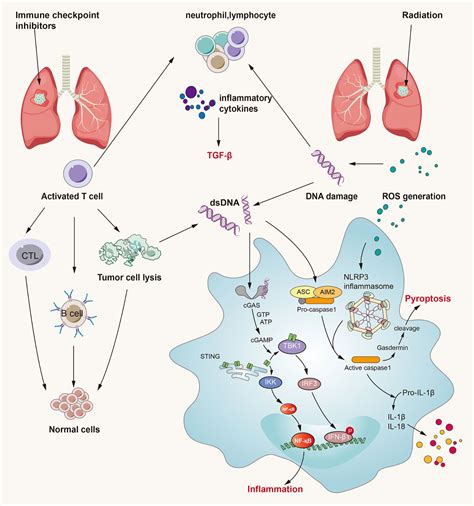 Frontiers Crossed Pathways For Radiation Induced And Immunotherapy