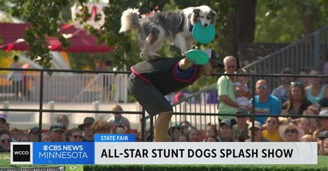 Pups show off athleticism at All-Star Stunt Dog Splash show - CBS Minnesota