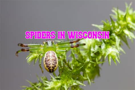 38 Common Spiders In Wisconsin Pictures And Identification