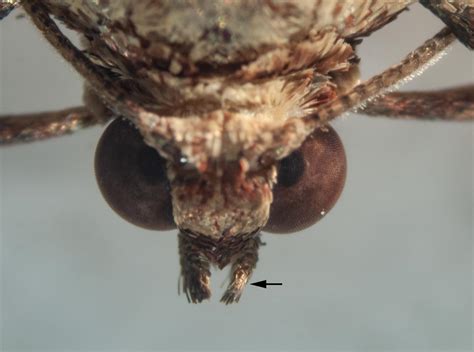 Facing up to moths — Life in a Southern Forest