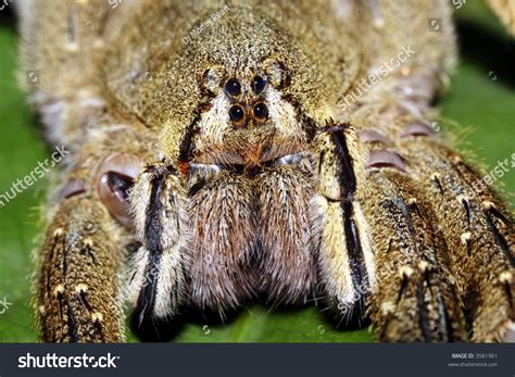 Close Up Of Wolf Spider Face Stock Photo 3581961 : Shutterstock