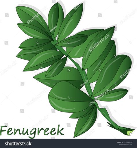 Methi Fenugreek Leaves Vector Illustration On Stock Vector Royalty