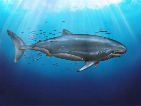 What Megalodon Probably Looked Like R Thalassophobia