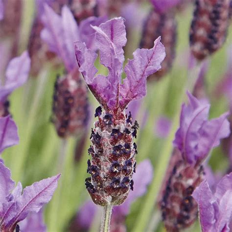 French Lavender Plug Plants Papillon Dwarf Lavender Ideal For Beds