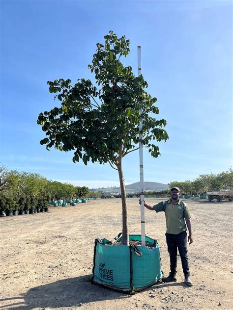 Trichillia Emetica Natal Mahogany Wholesale Trees For Sale Near