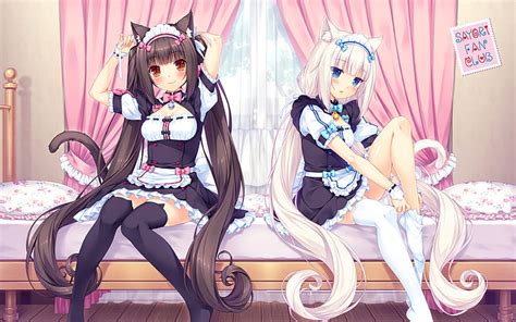 Nekopara 1080p 2k 4k 5k Hd Wallpapers Free Download Wallpaper Flare