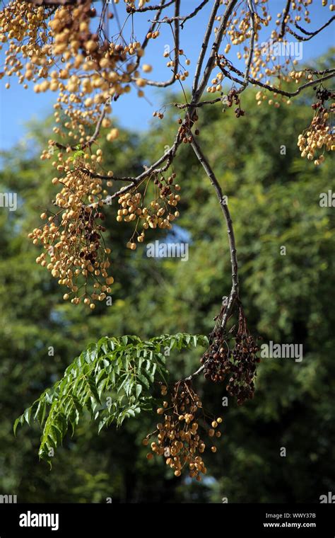 Chinaberry Tree Melia Azedarach Persian Lilac Chinese Elder Or