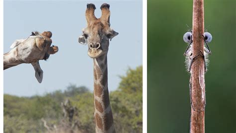 Comedy Wildlife Photography Awards 2020 Finalists Announced: These Are Hilarious! | Fstoppers