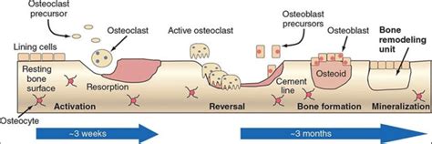 7: Schematic representation of bone remodeling. The cycle of bone ...