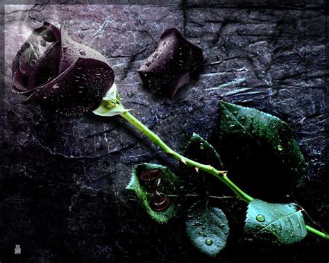 Black Rose Wallpapers - Wallpaper Cave