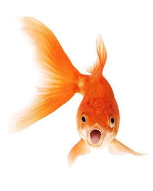 Goldfish Blank Template Imgflip