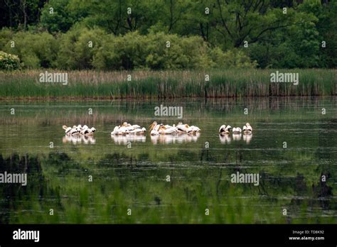 A Flock Of American White Pelicans Pelecanus Erythrorhynchos Rest On