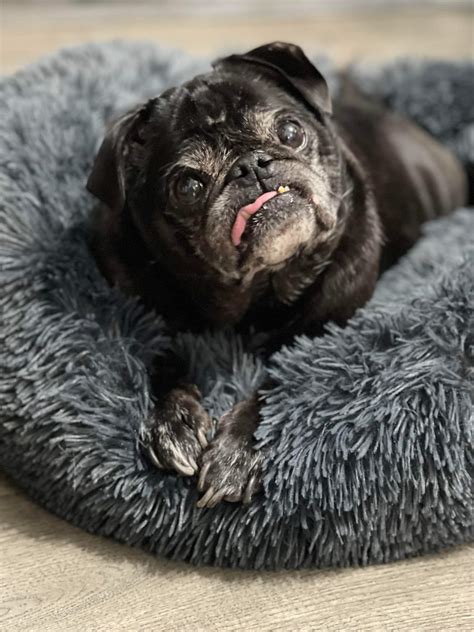 Miniature Pugs For Adoption