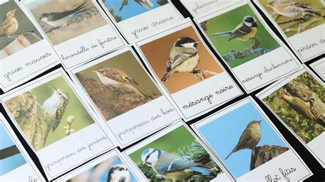 La Brigade Dannaelle Cartes De Nomenclature Sur Le Thème Des Oiseaux