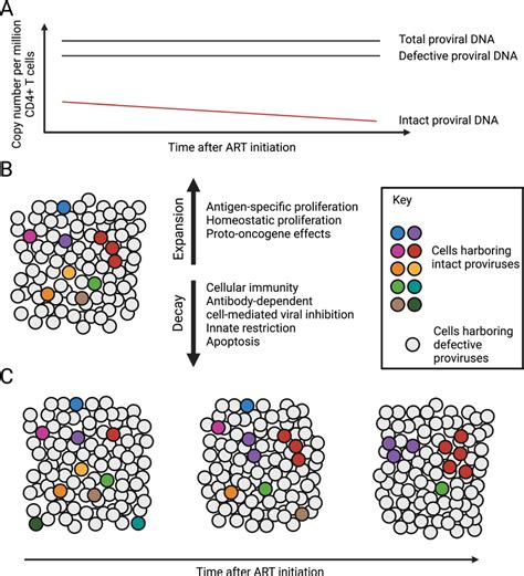 Dynamics Of The Hiv 1 Reservoir Following Art Initiation A Download Scientific Diagram