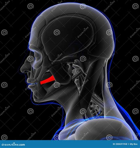 Risorius Muscle Anatomy For Medical Concept 3d Stock Illustration