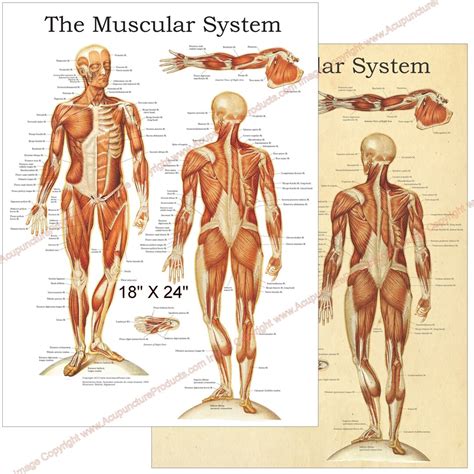 The Human Muscular System Anatomy Poster 18 X 24 Muscle Anterior and ...