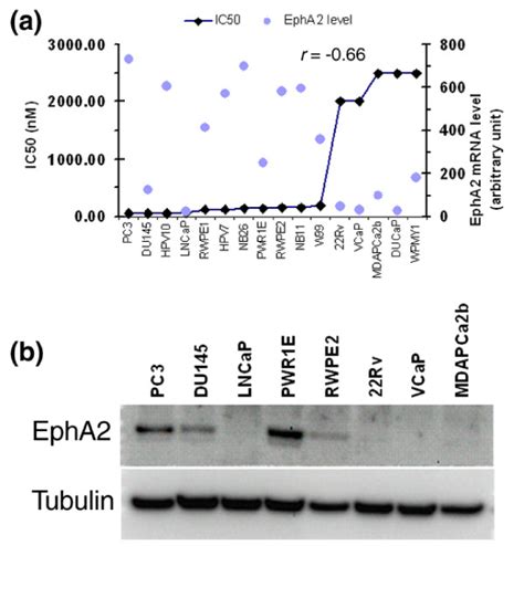 Correlation Of EphA2 Gene Expression With Sensitivity To Dasatinib A