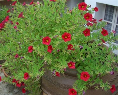 Calibrachoa Ou Pétunia Miniature Fleur Plantation Entretien