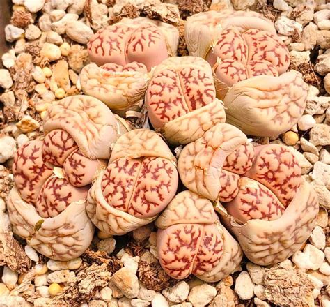 Seeds Rare Bromfieldii Var Mennellii Cv Pale Selection Lithops