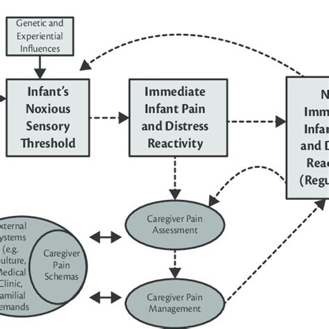 Th E Development Of Infant Acute Pain Responding Model The Diapr