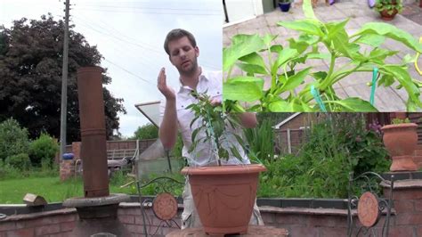 Low Stress Training (LST) Chillies & Peppers - YouTube