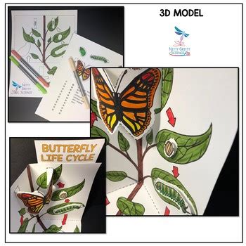 life cycle  butterfly model