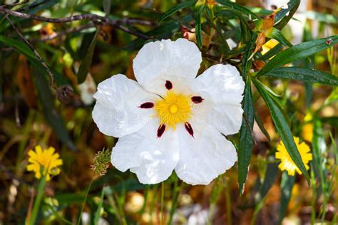 White Rock Rose Flowers With Crimson Markings Cistus Ladanifer Is A