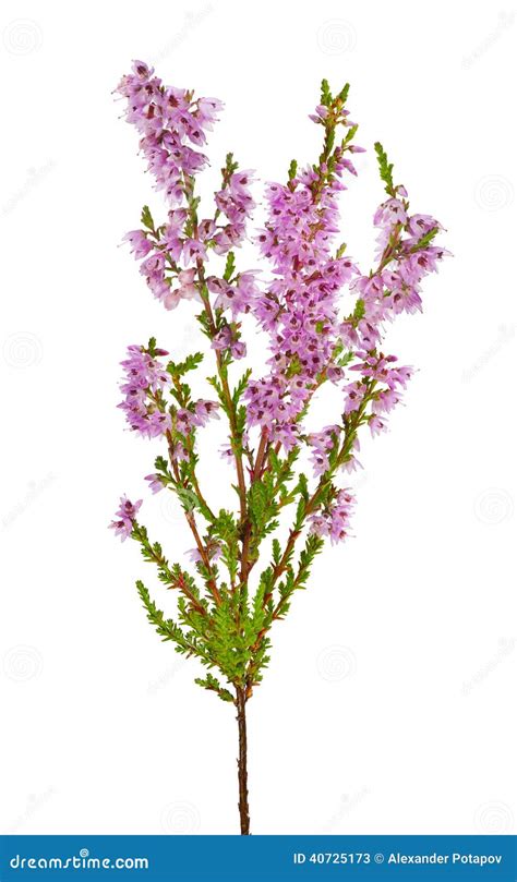 Blossoming Pink Heather Branch Isolated On White Stock Image Image Of