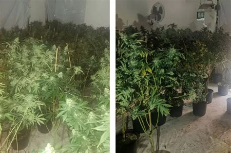 Cannabis Farm With Plants Worth 360 000 Uncovered In Gateshead Guest