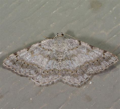 Faint Spotted Angle Digrammia Ocellinata BugGuide Net