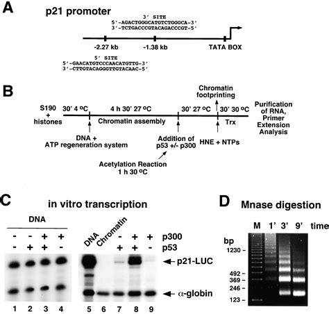 Transcriptional Regulation By P53 Through Intrinsic DNA Chromatin