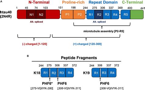 Frontiers Tau And Membranes Interactions That Promote Folding And