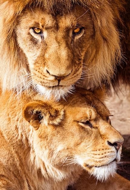 Images de Lion Famille Téléchargement gratuit sur Freepik