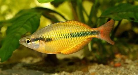 Fiche Du Poisson Melanotaenia Herbertaxelrodi Aquablog