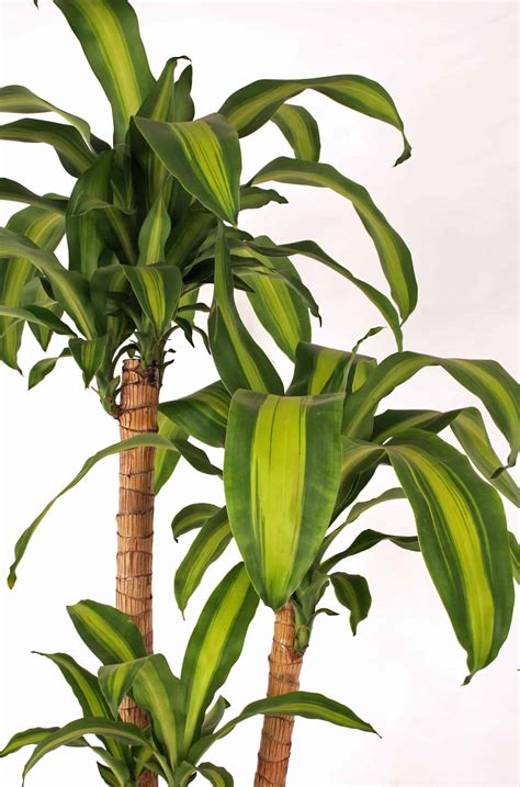 DRACAENA-FRAGRANS • Lifestyle Home Garden