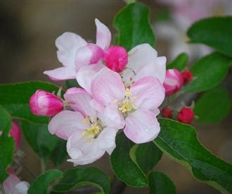 Rubinette Rosso Apple Fruit Trees For Sale Order Online