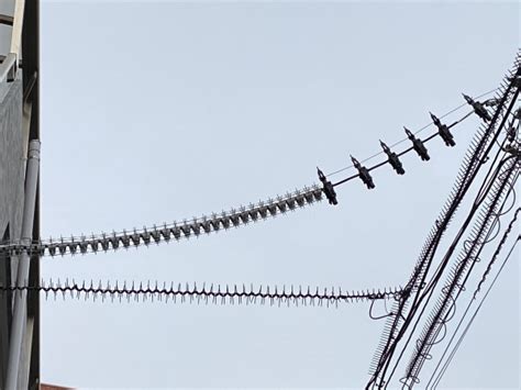 鳥フンの被害対策 南浦和店スタッフブログ