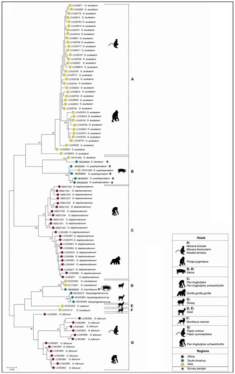 SciELO Brasil Cytochrome C Oxidase Subunit 1 Gene Reveals Species